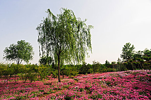 花丛中一棵树