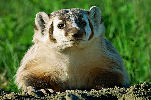 幼小,美洲獾,南方,艾伯塔省,加拿大西部