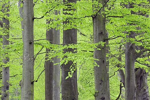 树林,荷兰