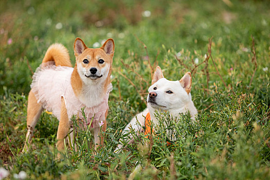 柴犬内外景拍摄