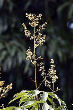 荔枝,花,马达加斯加,非洲