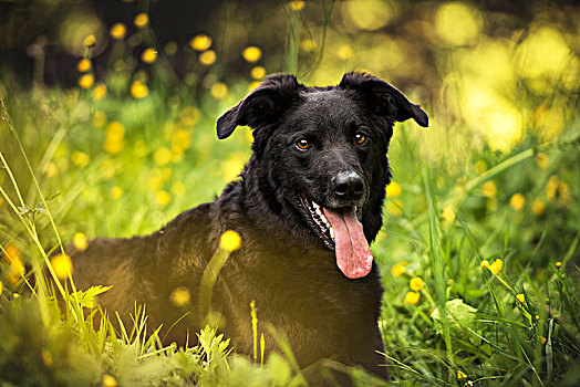 黑色,狗,家犬,坐,花,草地,瑞士,欧洲
