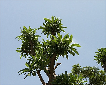 棕榈树,天空