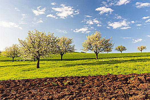 樱桃树,开花,牧场,靠近,耕地,春天,阿尔皋,瑞士