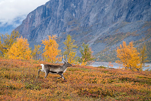 驯鹿,驯鹿属,秋天,山景,国家公园,北博滕省,拉普兰,瑞典,欧洲