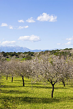 杏树,马略卡岛,西班牙