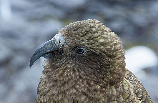 新西兰,食肉鹦鹉,米尔福德峡湾