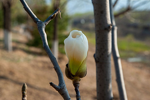 玉兰花