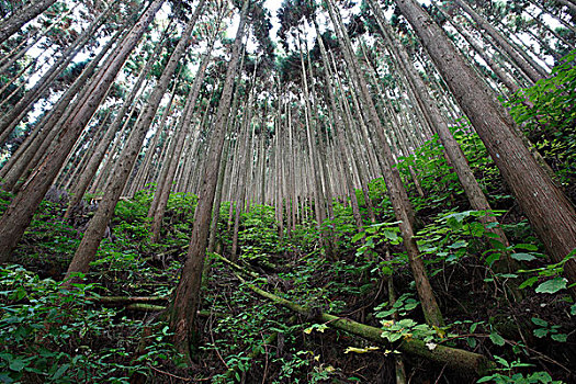 柳杉,日本柳杉,日本山茶,种植园,国家公园,日本