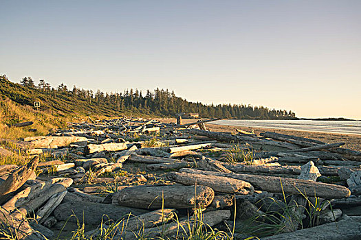 堆放,原木,不列颠哥伦比亚省,加拿大