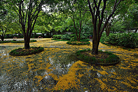 雨中桂花落花