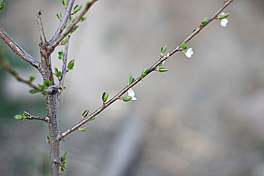 春天,生长发芽