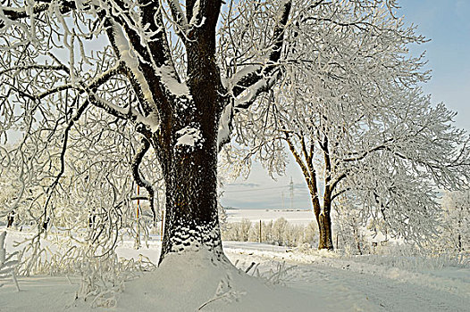 山毛榉树,带白霜,在冬季,附近的,符腾堡,德国