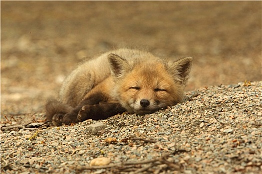 红狐,小动物,睡觉