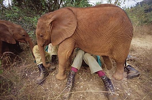 非洲象,孤儿,9个月大,专注,看护,东察沃国家公园,肯尼亚