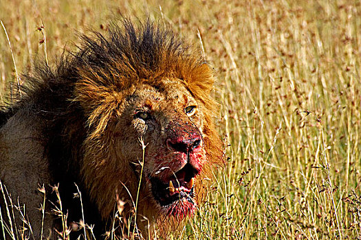 非洲狮,狮子,雄性,杀,马赛马拉,公园,肯尼亚