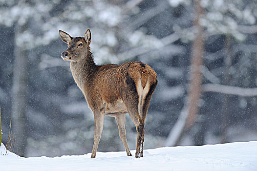 赤鹿,鹿属,鹿,雪中