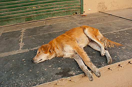 狗,睡觉,荫凉,乌代浦尔,拉贾斯坦邦,印度