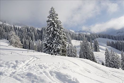 冬天,景色,积雪,云杉,阿尔卑斯山,奥地利