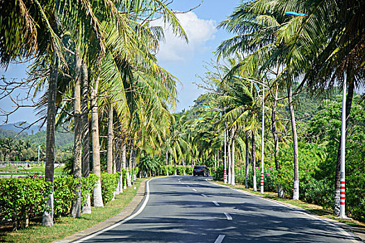 三亚湾林荫道路