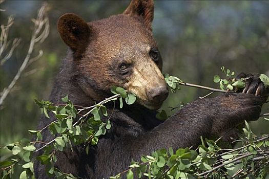 黑熊,美洲黑熊,进食,北美