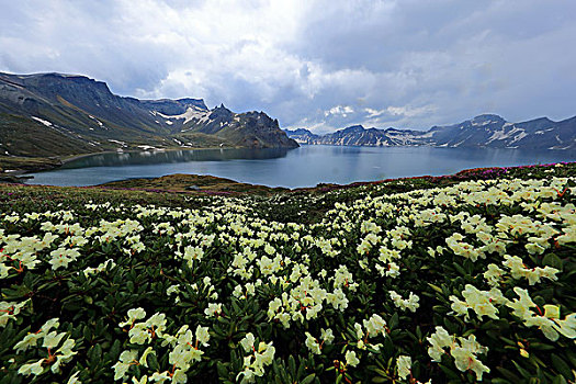 长白山高山杜鹃