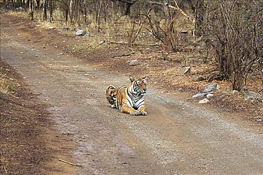 虎,坐,土路,伦滕波尔国家公园,拉贾斯坦邦,印度