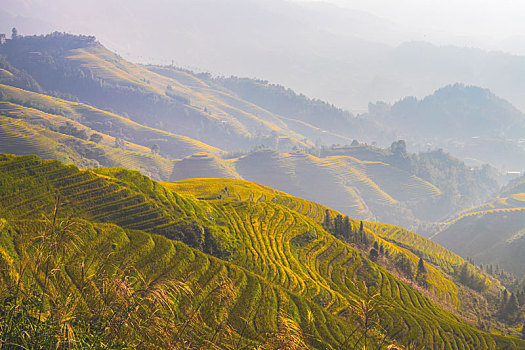 中国广西桂林龙脊梯田日照美景