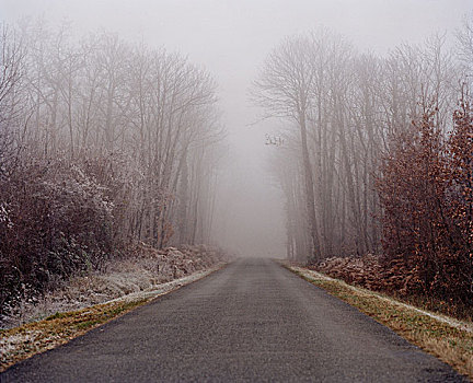 道路,树,重,雾,霜,冬天,法国