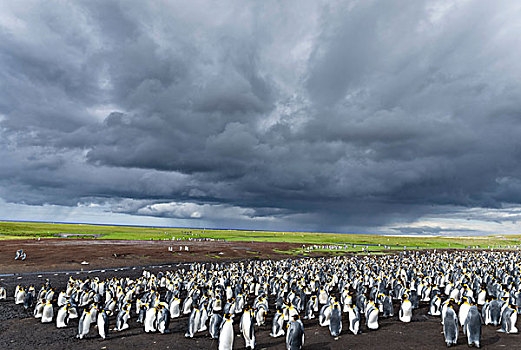 帝企鹅,生物群,福克兰群岛,南大西洋,大幅,尺寸