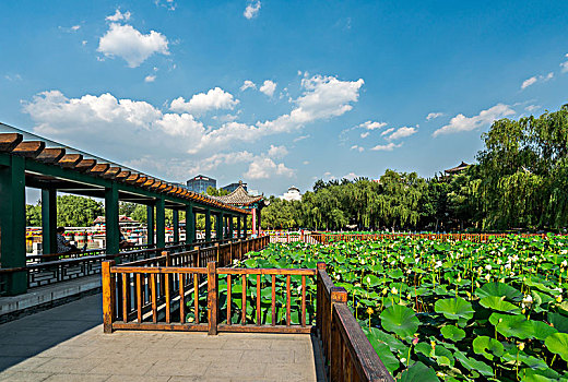 北京,丰台,莲花池公园,北京西站