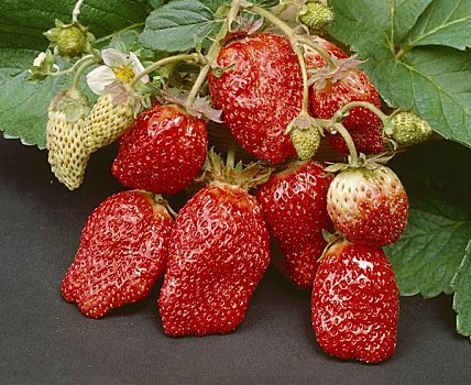 草莓,品种
