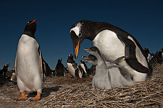 巴布亚企鹅,幼禽,岛屿,福克兰群岛