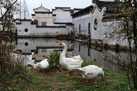 呈坎,安徽,古村落,旅游,景点,水乡,住宅,房子,小桥,拱桥,春天,居民,原生态