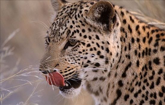 豹,埃托沙国家公园,纳米比亚