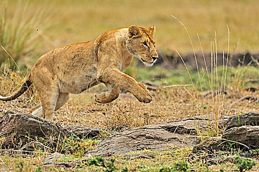 雌狮,狮子,马赛马拉国家保护区,肯尼亚,非洲