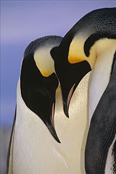 帝企鹅,求爱,一对,阿特卡湾,公主,湾,威德尔海,南极