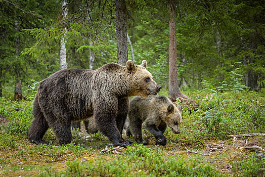 欧洲,棕熊,熊,动物,小动物,跑,树林,芬兰