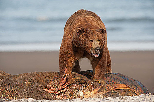 科迪亚克熊,棕熊,海豹,海岸,阿拉斯加,美国