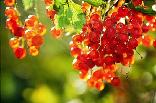 光亮,阳光,红浆果,浆果