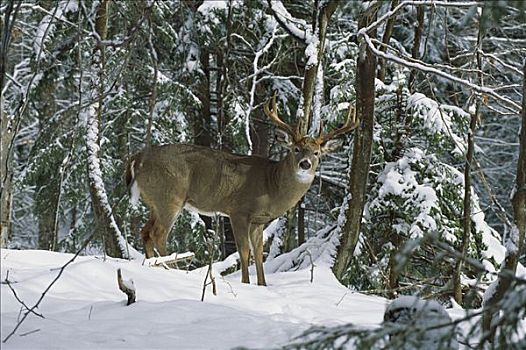 白尾鹿,公鹿,站立,冬天,树林