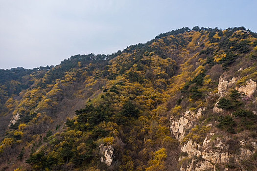 航拍济南梯子山连翘花海