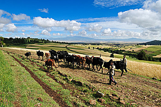 牛,牧群,靠近,高地,大捆,山峦,埃塞俄比亚,非洲