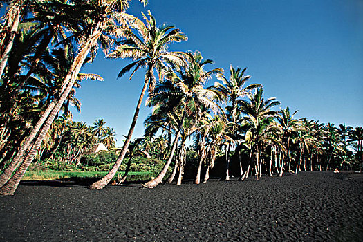 美国,夏威夷,海滩,棕榈树,大幅,尺寸