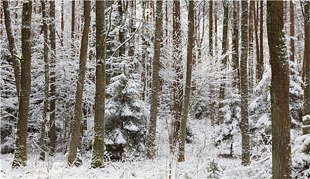 冬季风景,自然,树林,死,云杉