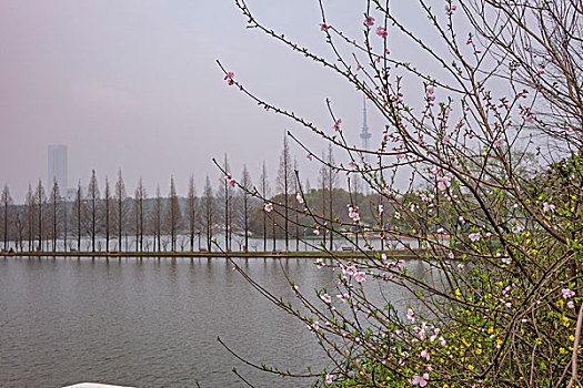 春天湖畔桃花盛开