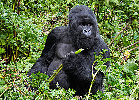 山地大猩猩,大猩猩,喂食,火山国家公园,卢旺达