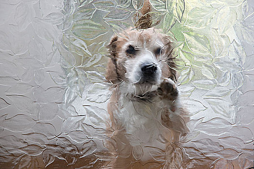 小猎犬,狗,敲,玻璃窗