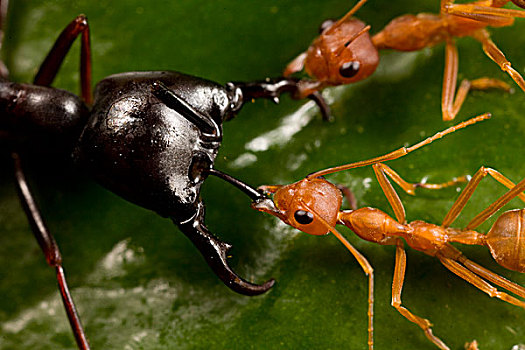 蚂蚁,织布者蚂蚁,一对,防守,驾驶员,攻击,非洲