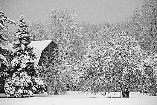 积雪,树,屋顶,谷仓,滑铁卢,魁北克,加拿大